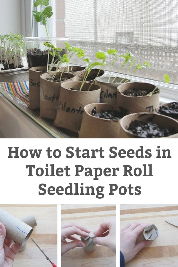 How to Start Seeds in Toilet Paper Rolls