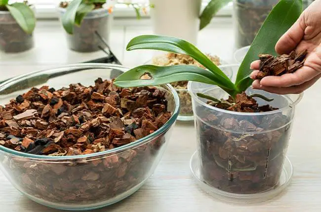 How to Sterilize Wood for Orchids