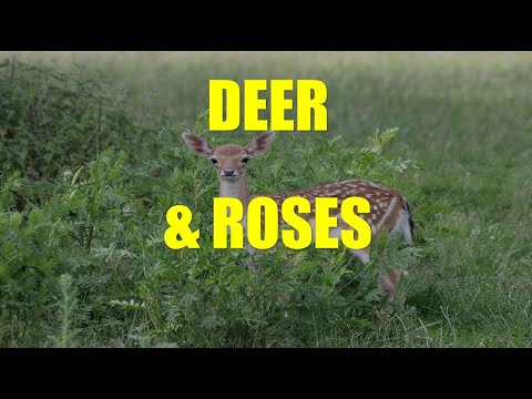 How to Stop Deer Eating Roses