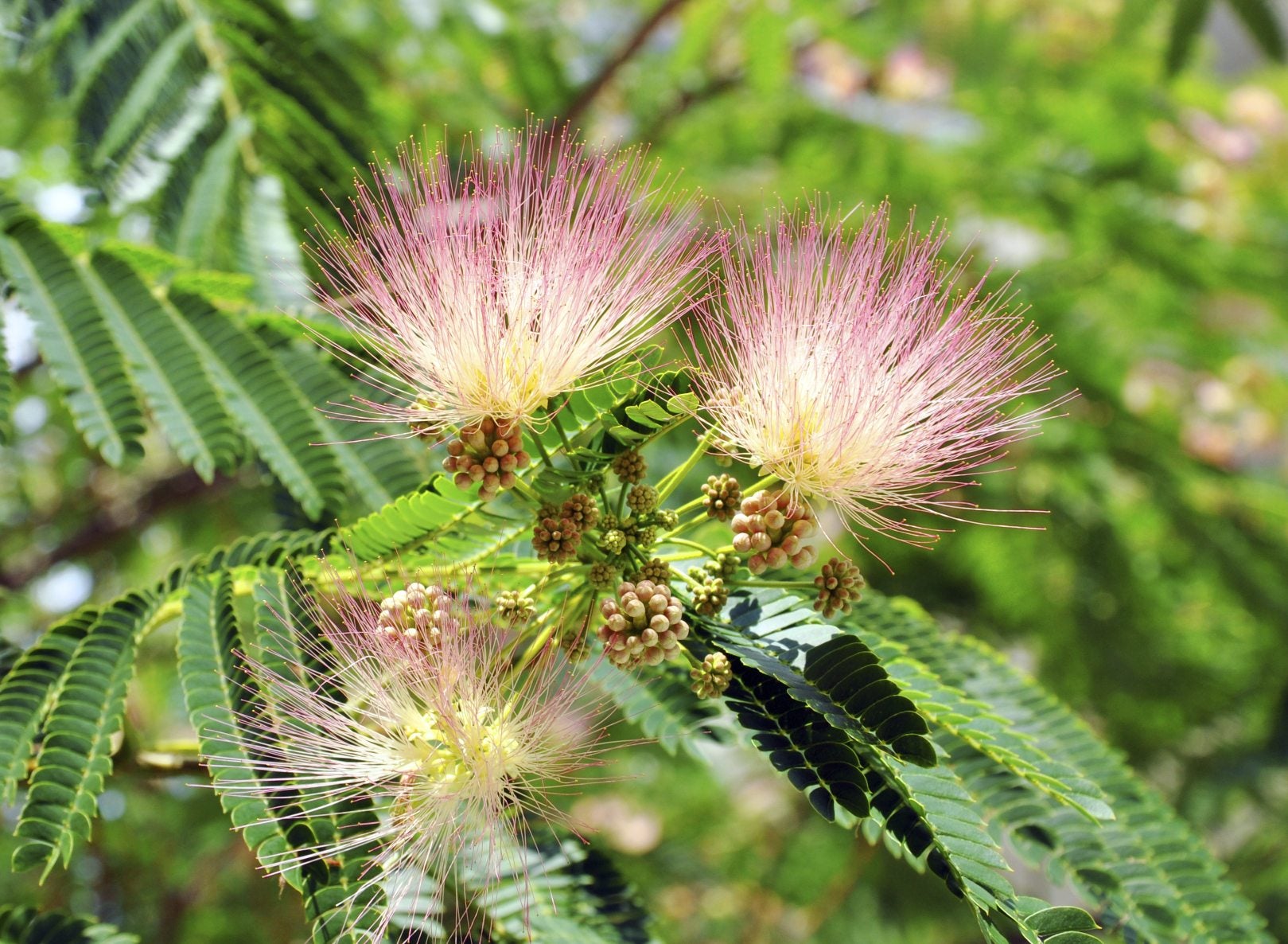 How to Stop Mimosa Trees from Spreading