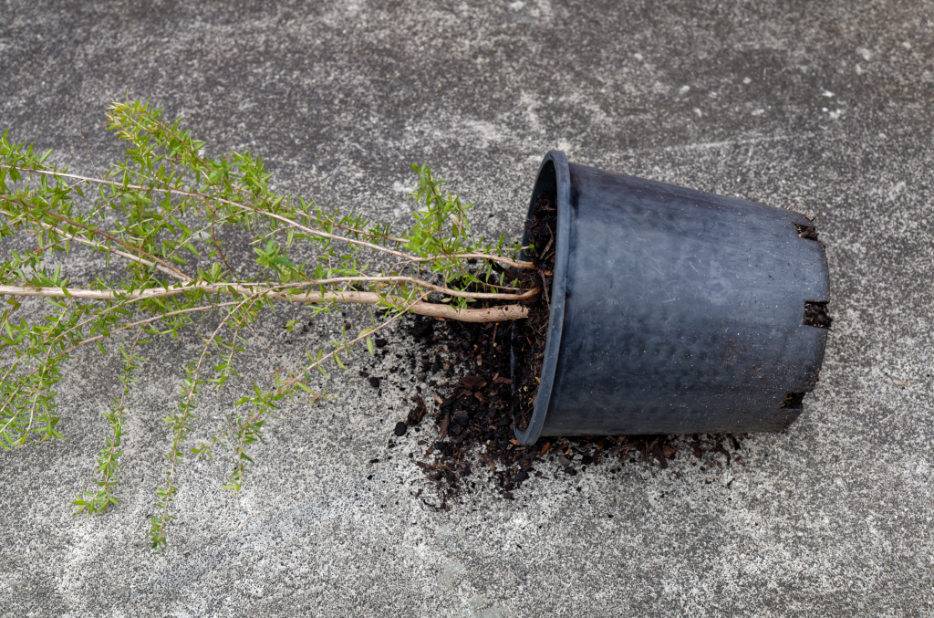 How to Stop Plant Pots Falling Over in Wind