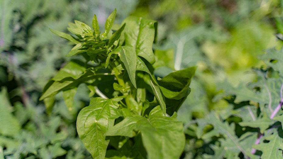 How to Stop Spinach Bolting