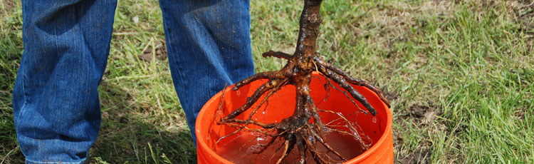 How to Store Bare Root Plants before Planting