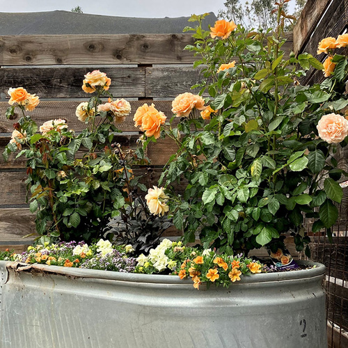 How to Store Potted Roses Over Winter
