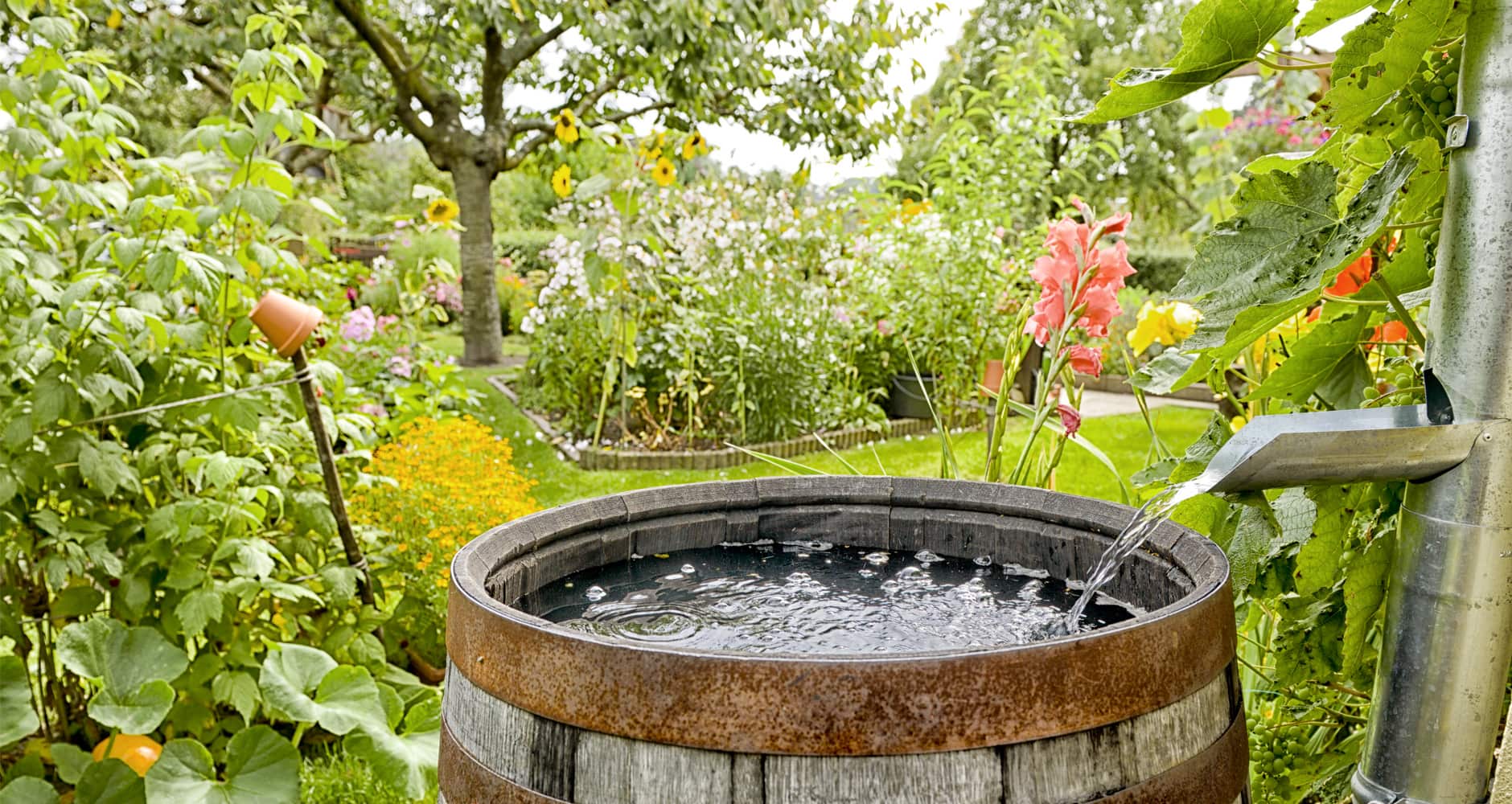 How to Store Rainwater for Garden Plants
