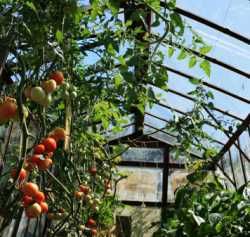 How to String Tomatoes in Greenhouse
