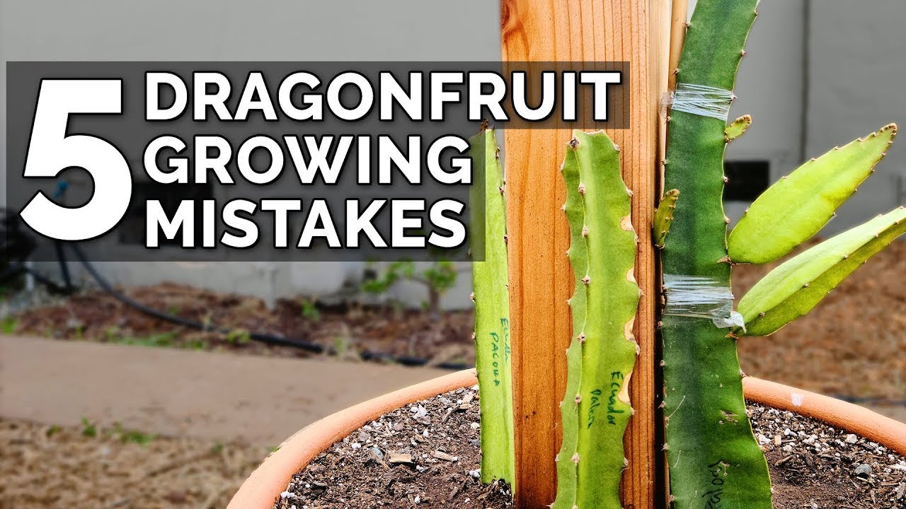 How to Support Dragon Fruit Plants