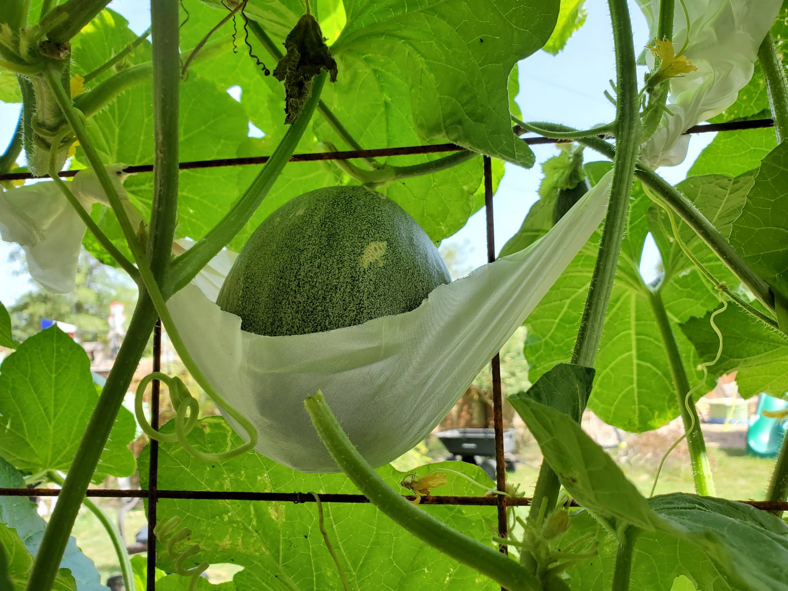 How to Support Melons on a Trellis