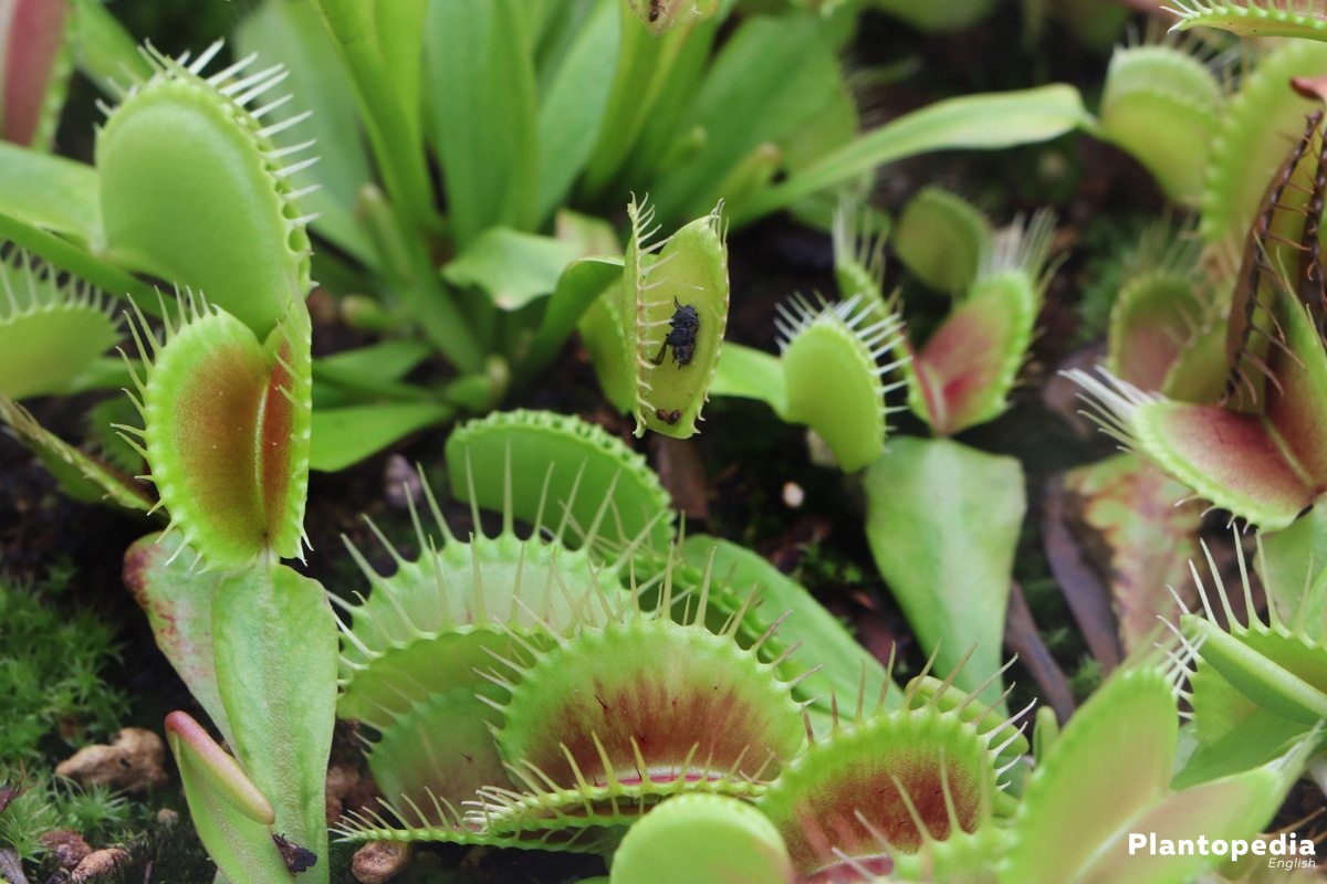 How to Take Care of Carnivorous Plants