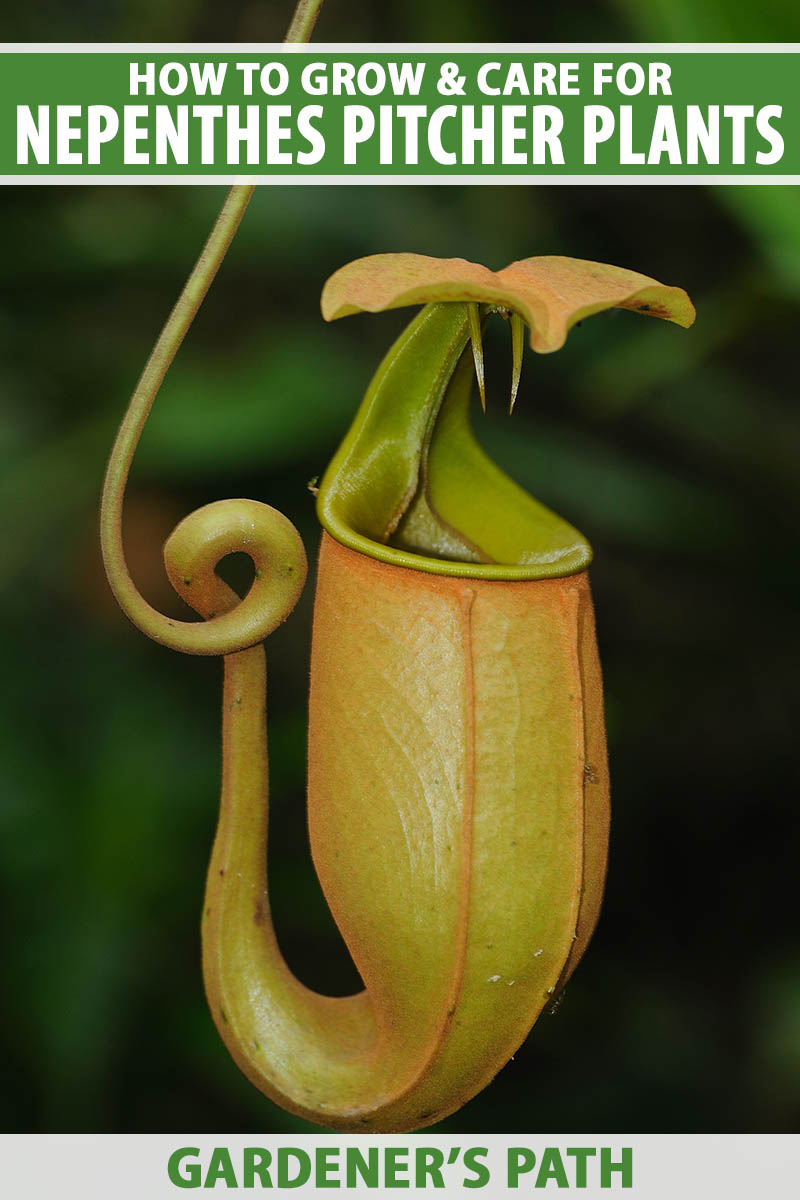 How to Take Care of Nepenthes Pitcher Plant
