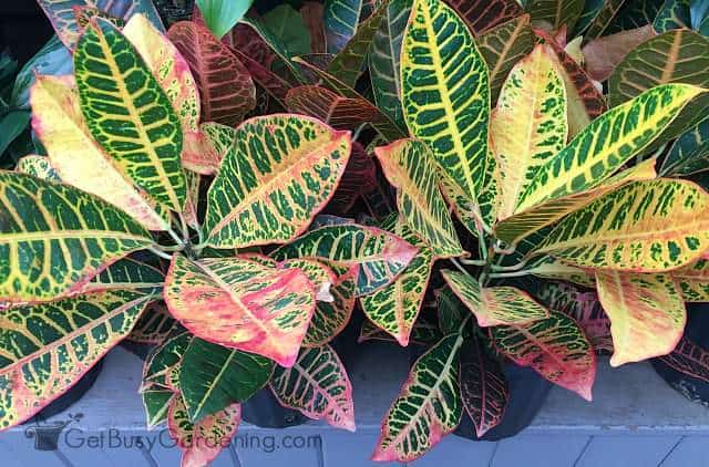 How to Take Care of Tropical Foliage