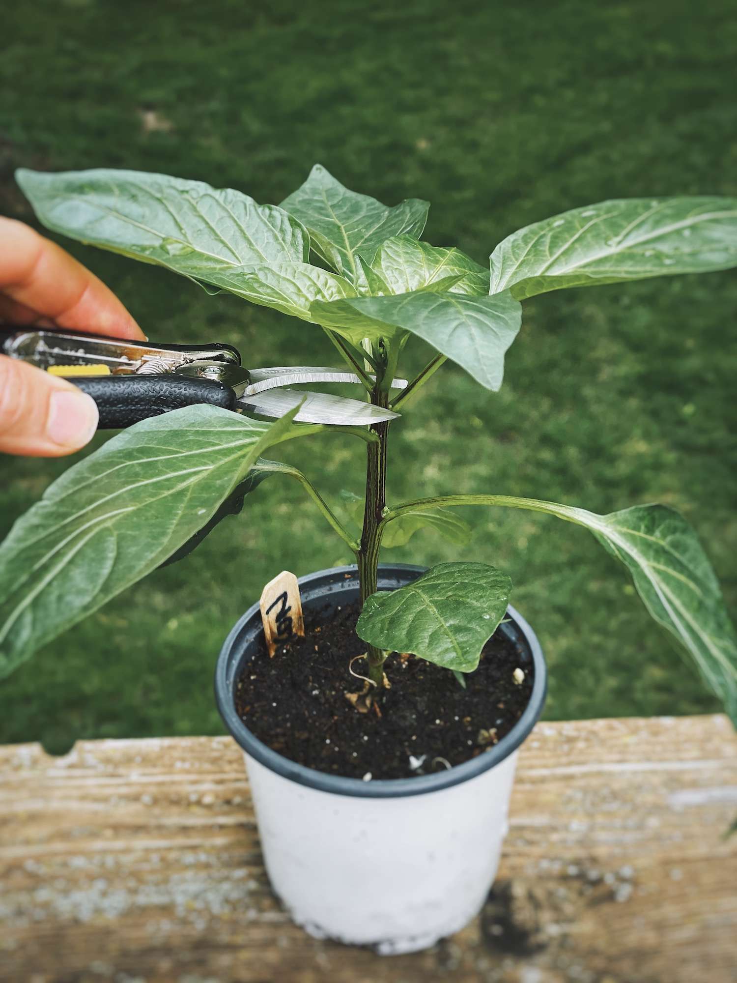 How to Top Pepper Plants