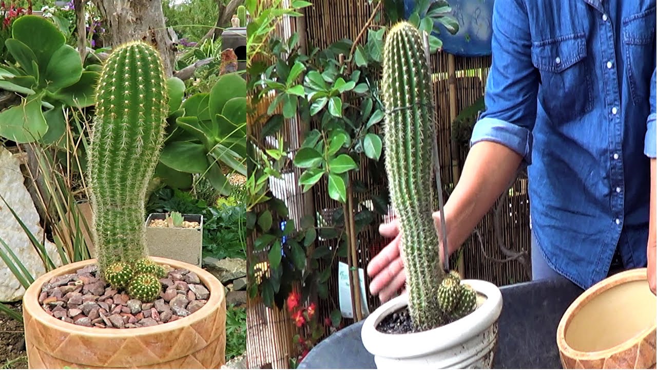 How to Transplant a Tall Cactus