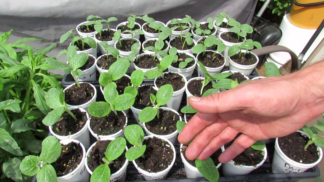 How to Transplant Cucumber Plants