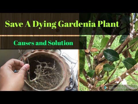 How to Treat a Dying Gardenia Plant