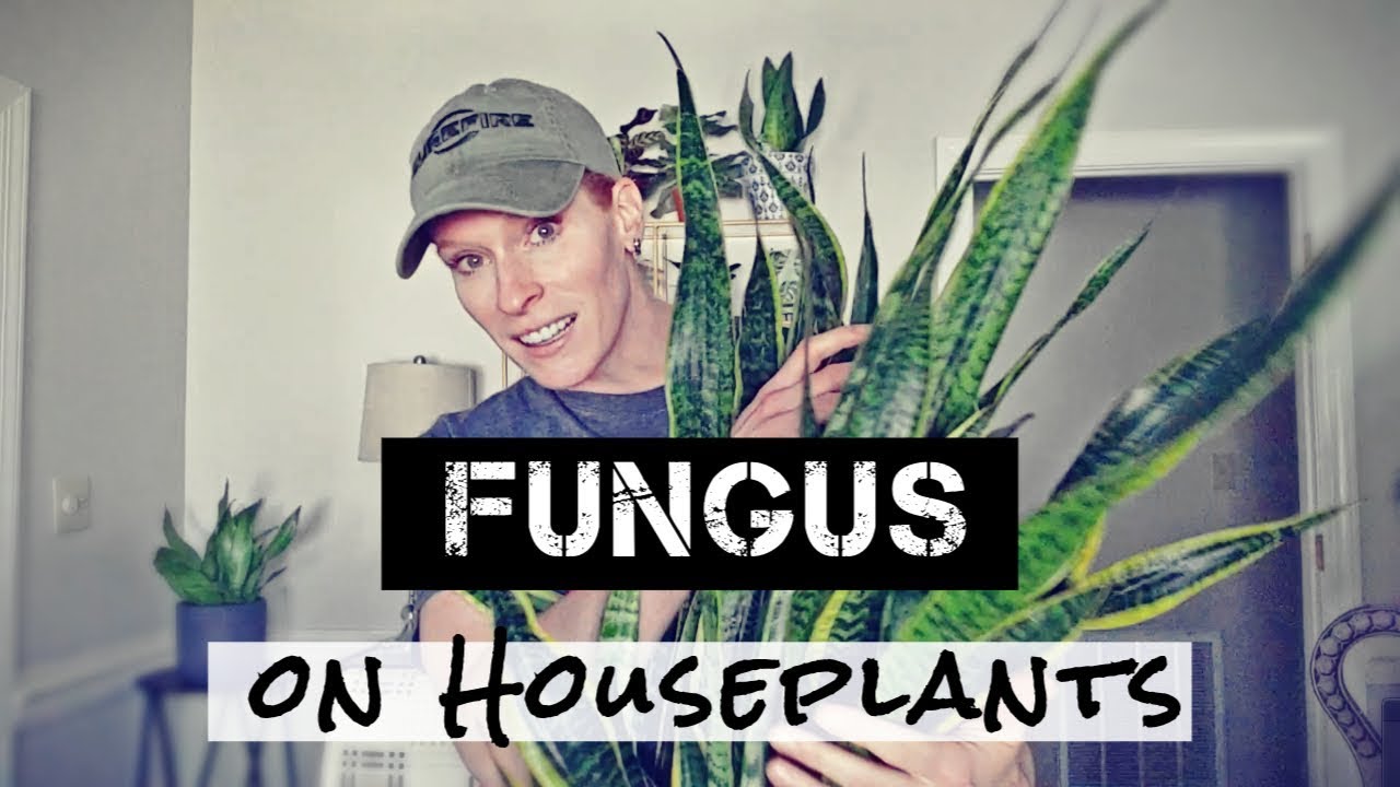 How to Treat Fungus on Snake Plant