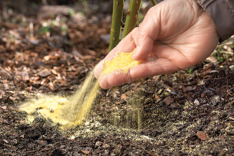 How to Treat Soil Fungus