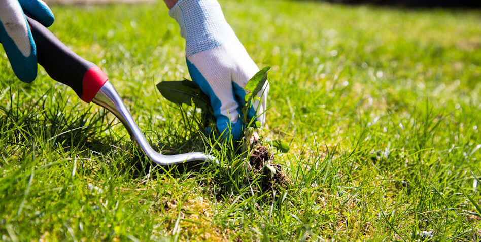 How to Treat Zoysia Grass for Weeds