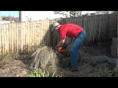 How to Trim Karl Foerster Grass