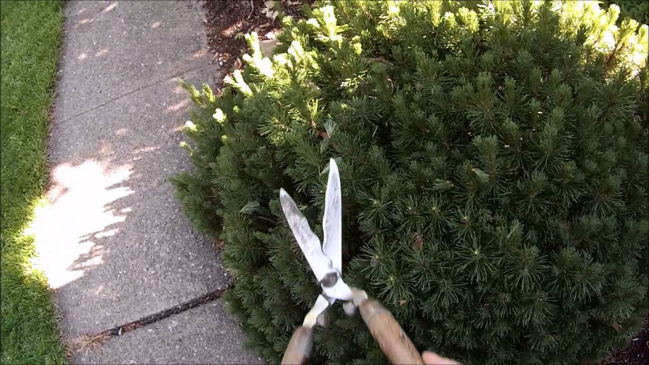 How to Trim Mugo Pines
