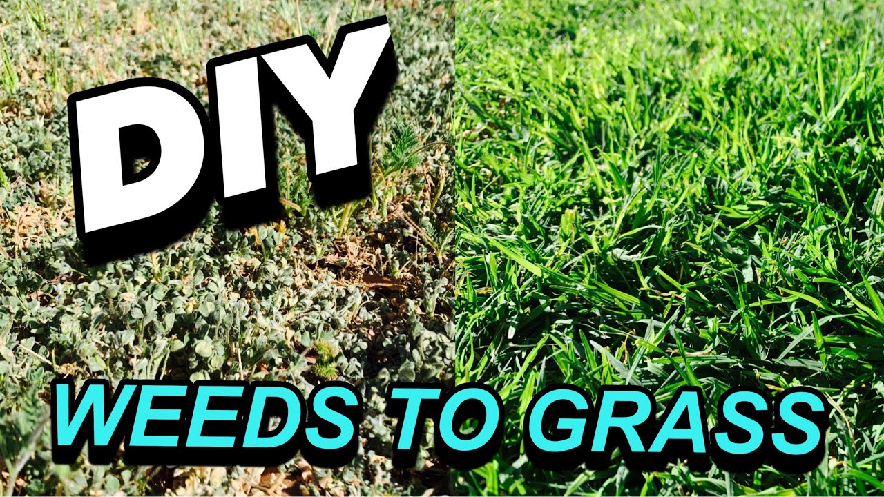 How to Turn a Field of Weeds into Grass