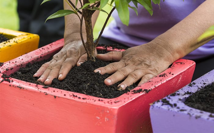 How to Use Compost in Potted Plants