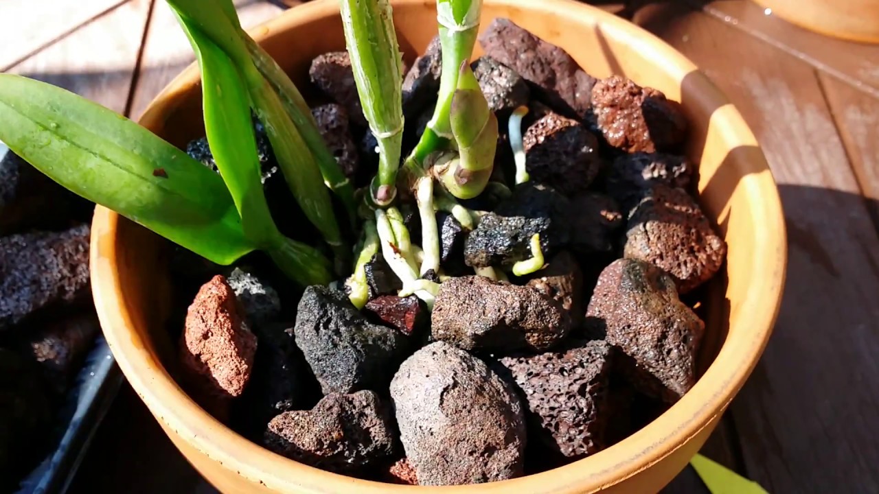 How to Use Lava Rocks for Plants