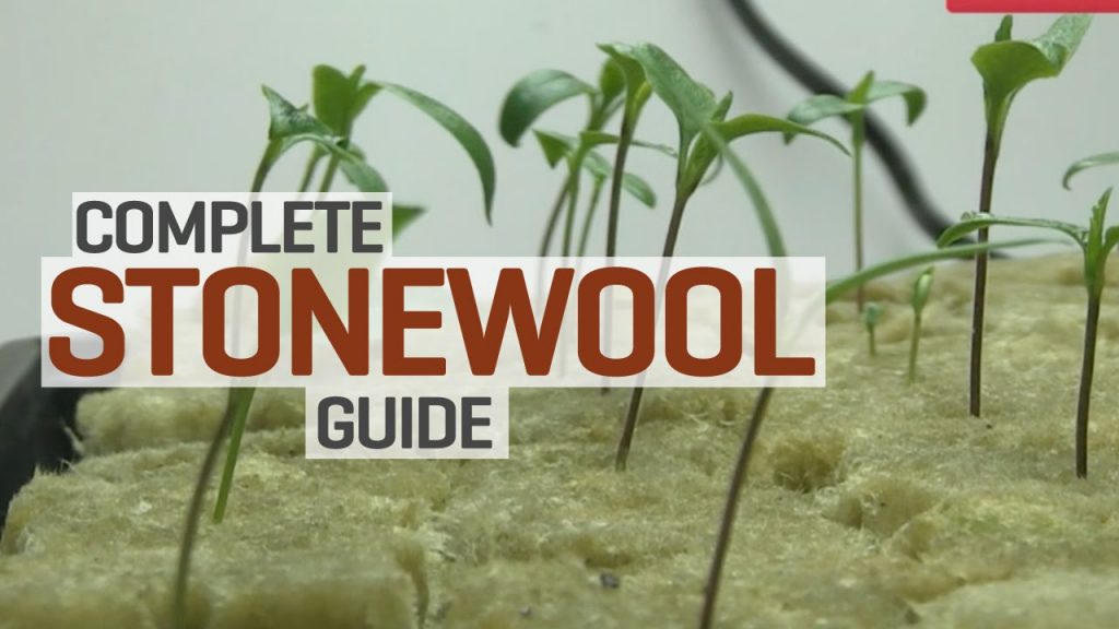 How to Use Rockwool in Hydroponics Step by Step Guide (2024)