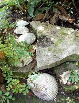 How to Use Seashells in the Garden