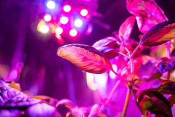 How to Use Uv Light for Plants