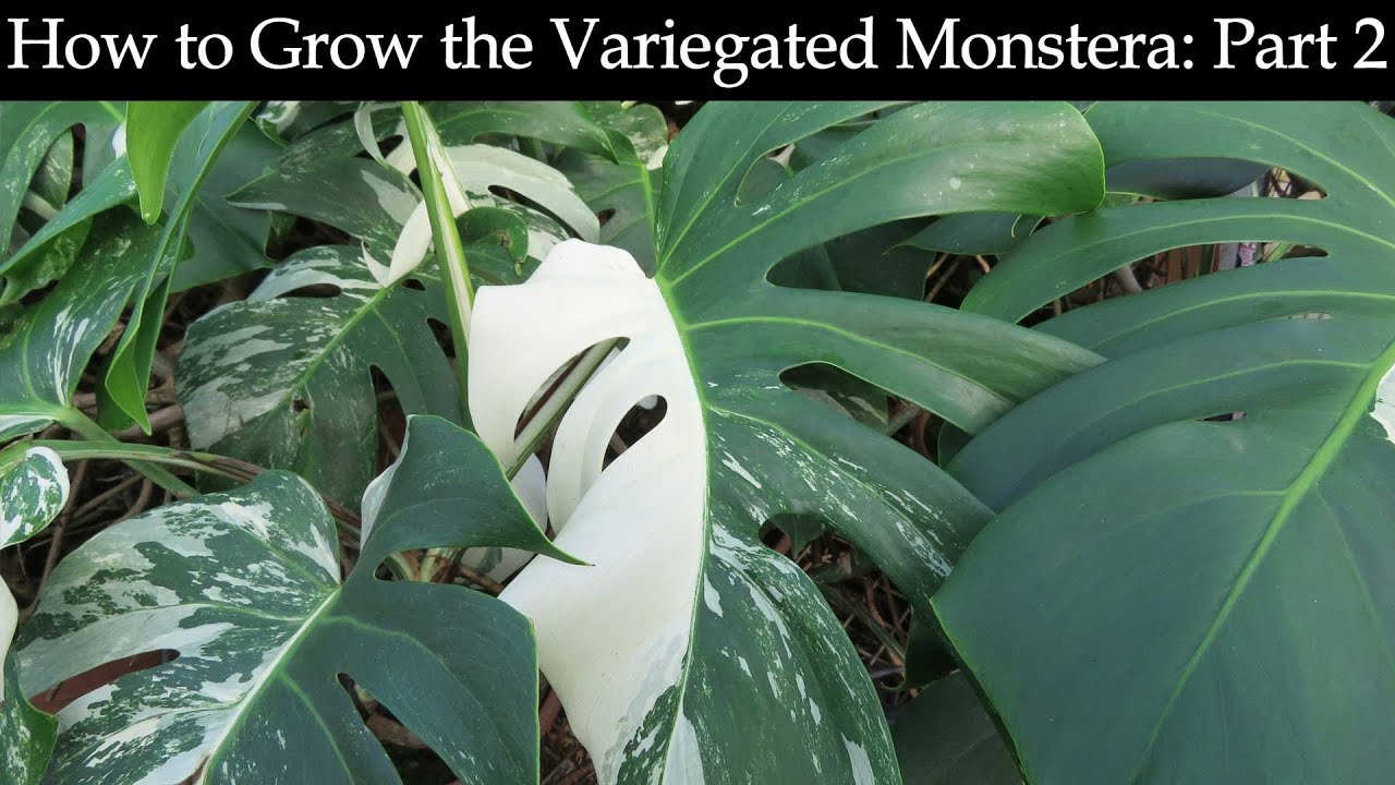 How to Variegate Plants