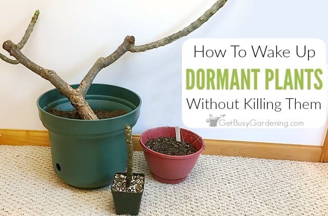 How to Wake Up a Dormant Plant