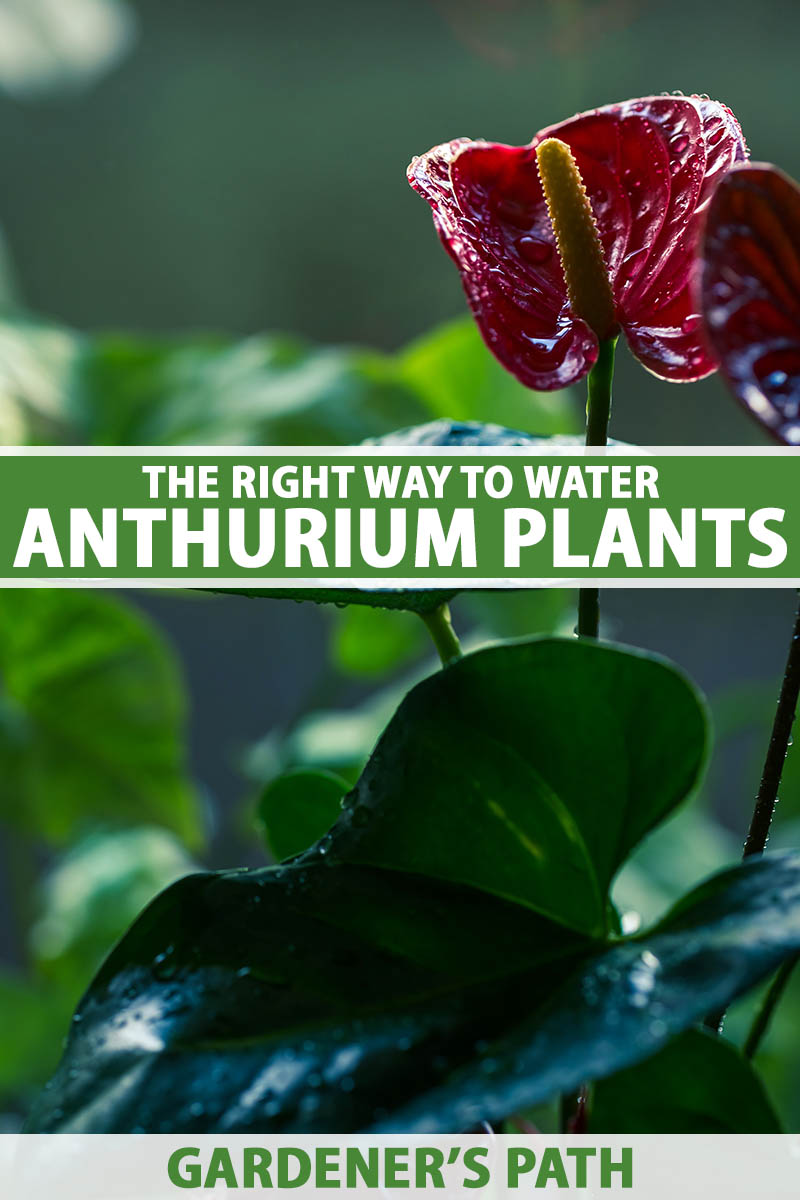 How to Water Anthurium