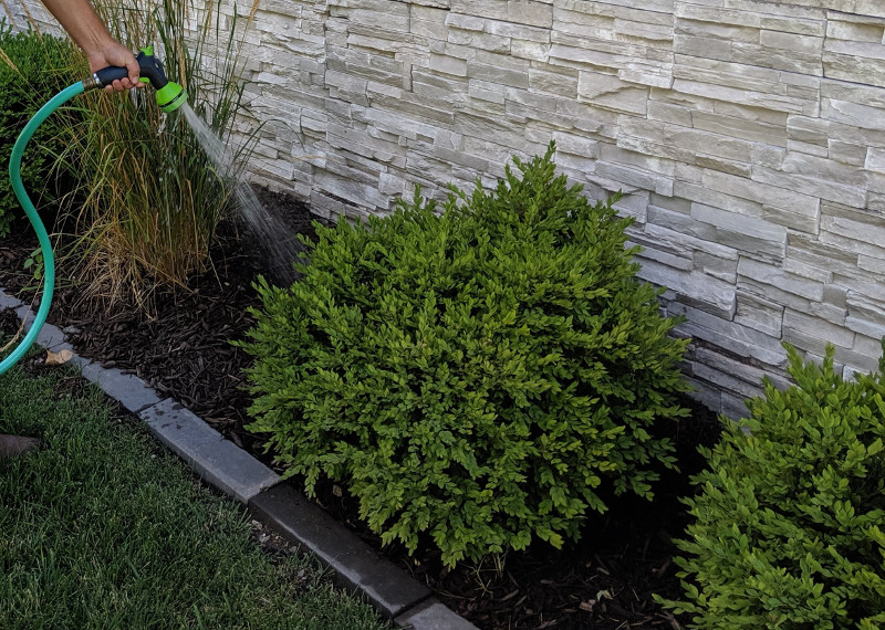 How to Water Boxwoods