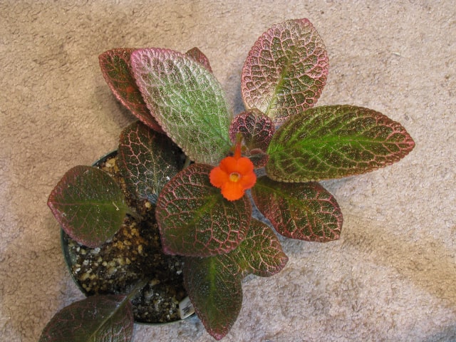 How to Water Episcia Plant