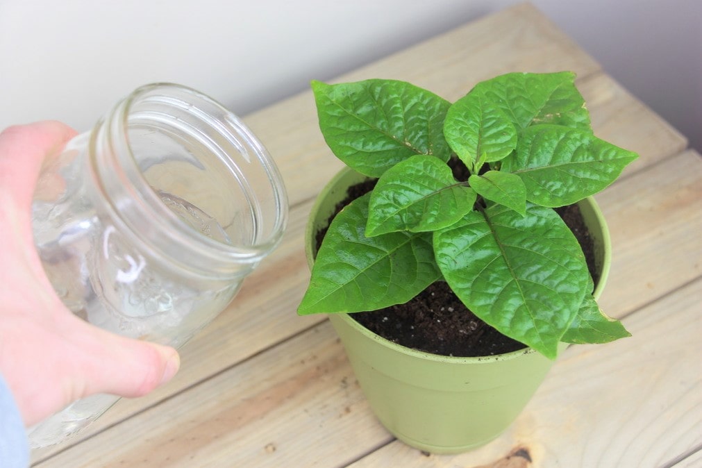 How to Water Pepper Plants