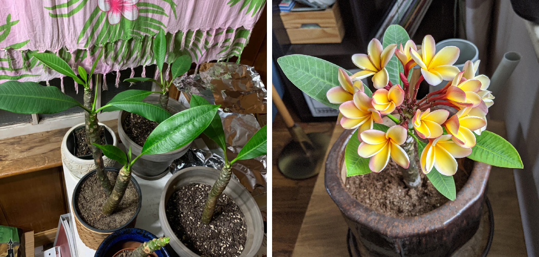 How to Bring Plumeria Out of Dormancy