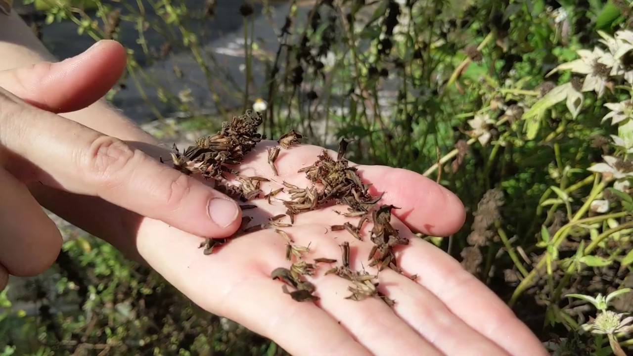 How to Collect Bee Balm Seeds