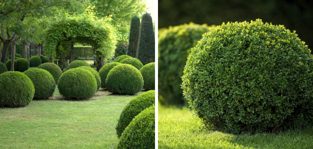 How to Fertilize Boxwood