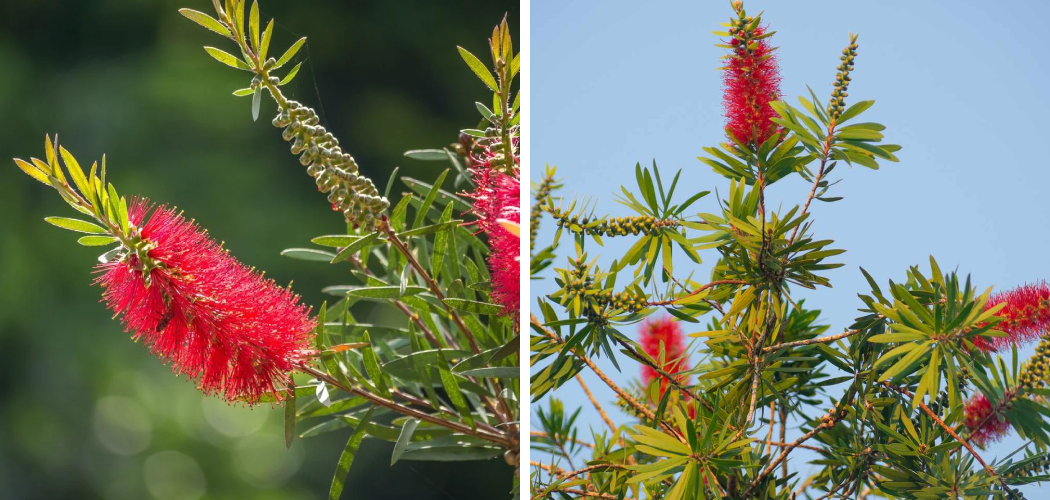 How to Fix Bottle Brush Trees