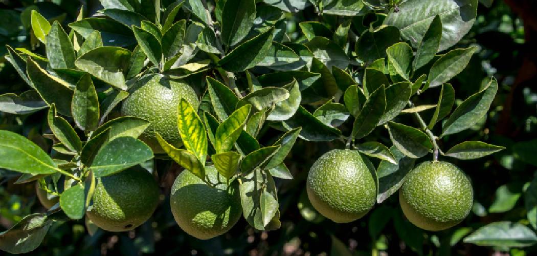 How to Grow a Lime Tree Without Seeds