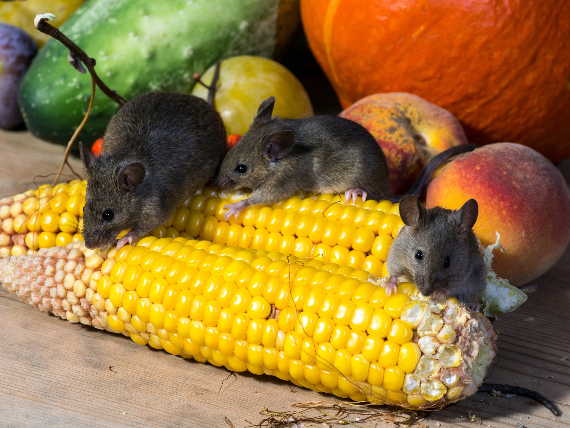 How to Keep Ants Away from Sweet Corn