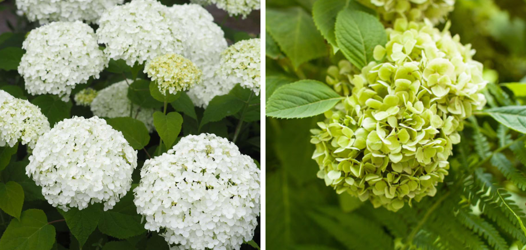 How to Keep White Hydrangeas from Turning Green