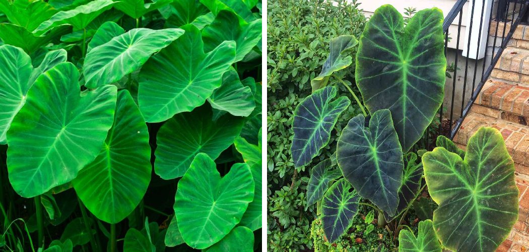 How to Kill Elephant Ear Plants