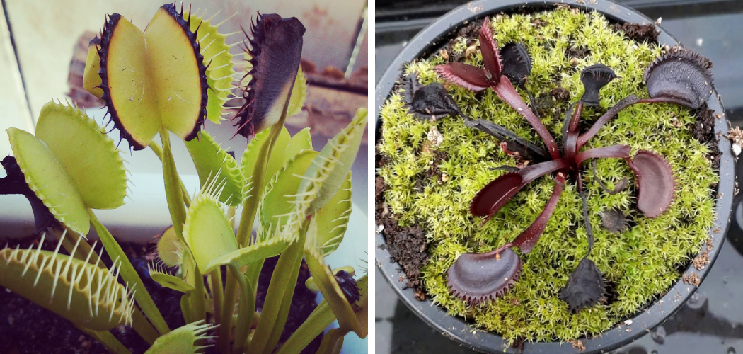 How to Know If Venus Flytrap is Dead