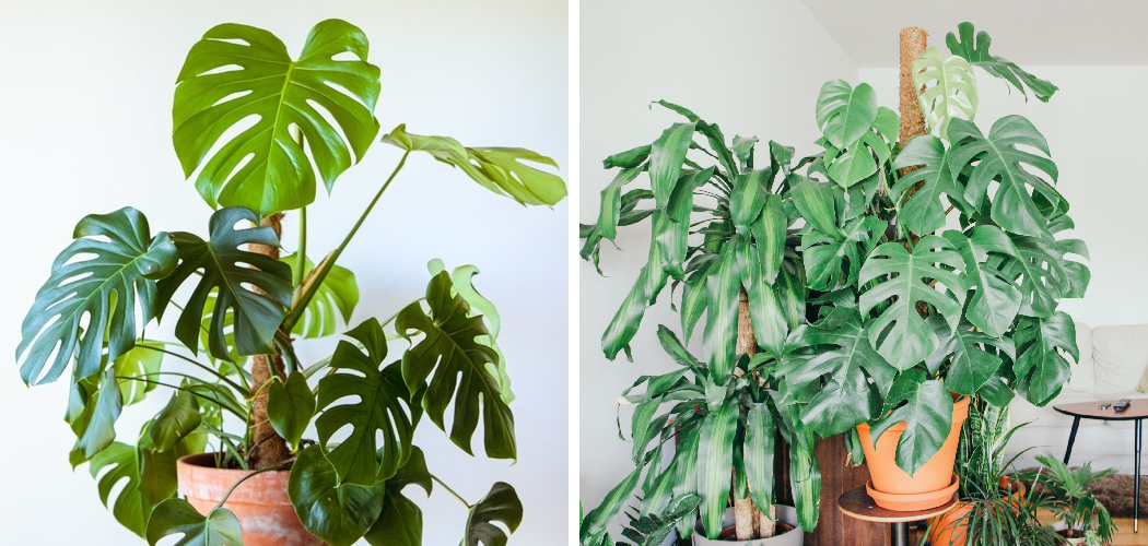 How to Make Monstera Bushy