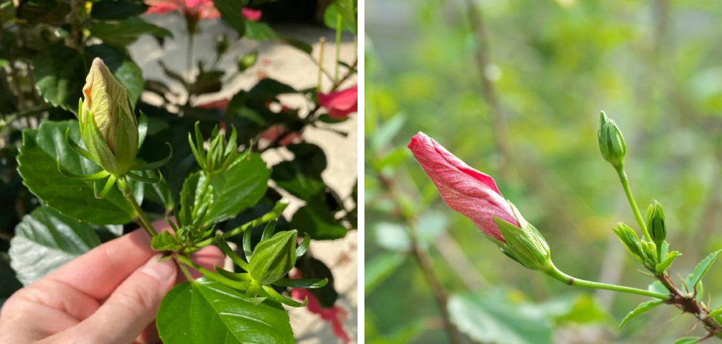 How to Prevent Hibiscus Buds from Falling off