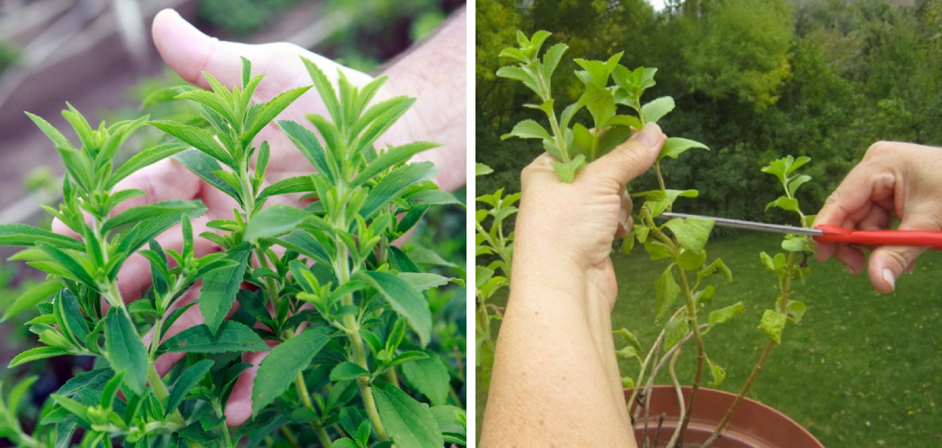 How to Prune Stevia Plant