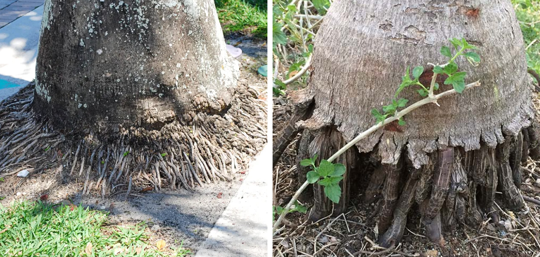 How to Repair a Damaged Palm Tree Trunk