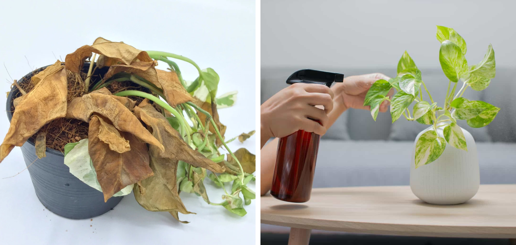 How to Revive Pothos